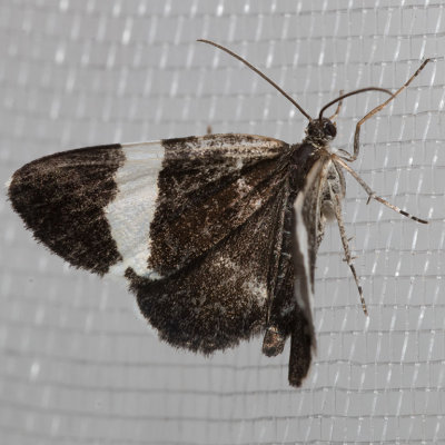 7430 White-stripedBlack    (Trichodeziaalbovittata)