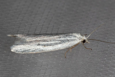 170812moth8876.jpg