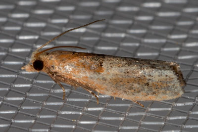 3289 (Epinotia johnsonana)