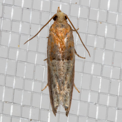 3289 (Epinotia johnsonana)