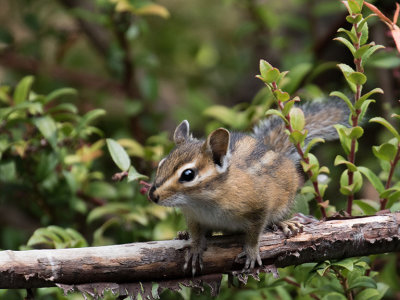 Townsend's Chipmunk
