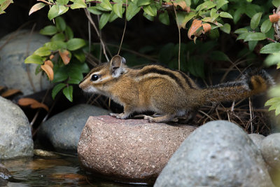 Townsend's Chipmunk