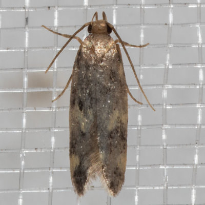 1134 Four-spotted Yellowneck Moth (Oegoconia novimundi)