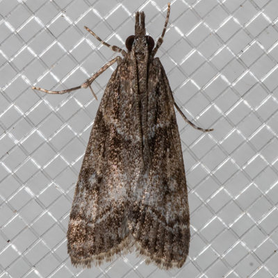 4726 Eudonia torniplagalis (Eudonia torniplagalis)