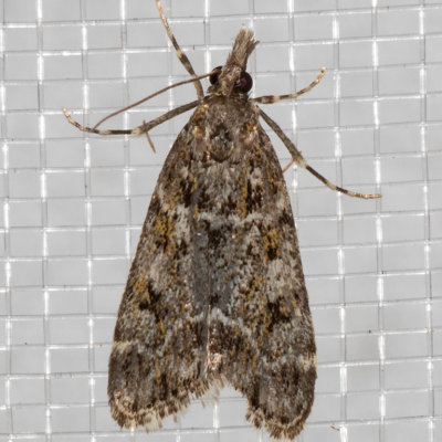 4735 Eudonia echo