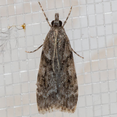 170817moth9091.jpg