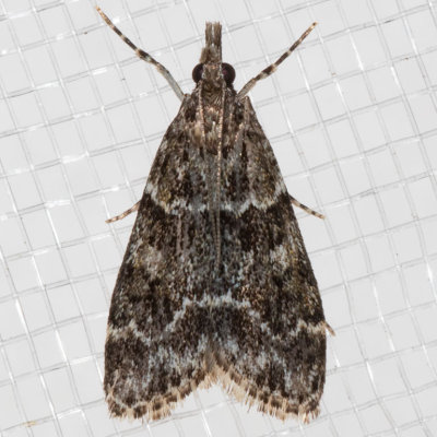 4735 Eudonia echo