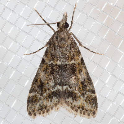 4735 Eudonia echo
