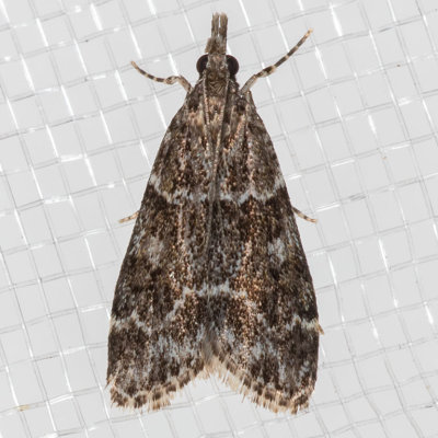 4735 Eudonia echo