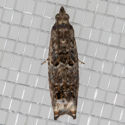 3308 Epinotia albangulana