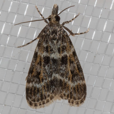 4735 Eudonia echo