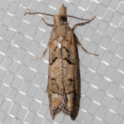 3298 (Epinotia subviridis)