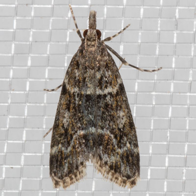 4735 Eudonia echo