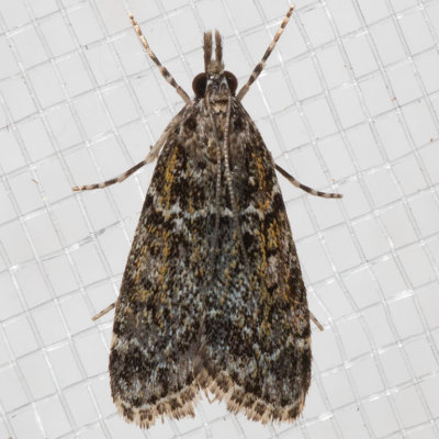 4735 Eudonia echo