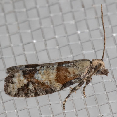 3269 Red-striped Needleworm Moth (Epinotia radicana)