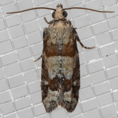 3269 Red-striped Needleworm Moth (Epinotia radicana)