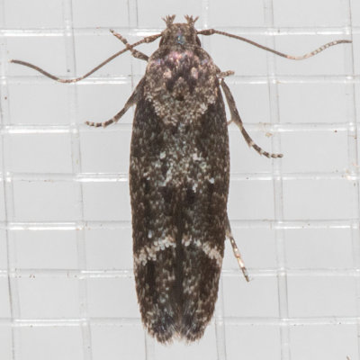 1458 (Momphaunifasciella)