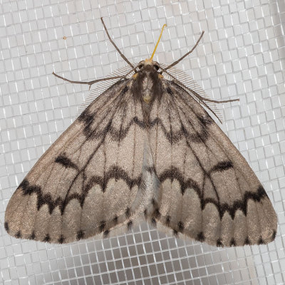 6907 Phantom Hemlock Looper (Nepytia phantasmaria)