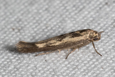 1673 Chenopodium Scythris Moth (Scythris limbella)