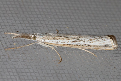 5404 Agriphilaattenuatus  (Agriphilaattenuatus)