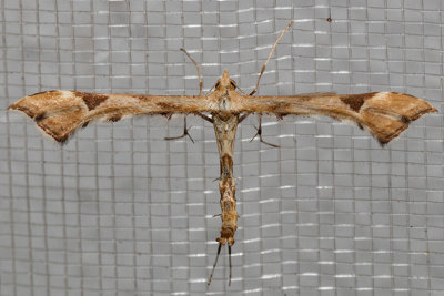 6109 Artichoke Plume Moth (Platyptilia carduidactylus)