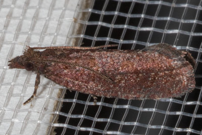 3328 (Epinotia arctostaphylana)