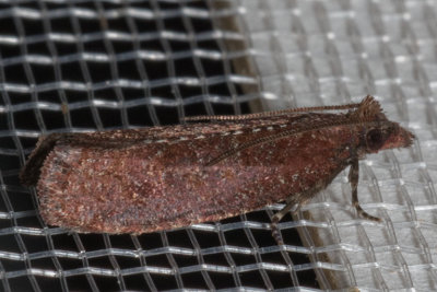 3328 (Epinotia arctostaphylana)