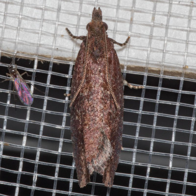 3328 (Epinotia arctostaphylana)