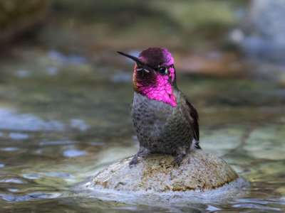 Anna's Hummingbird