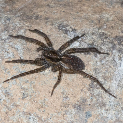 Thin-legged Wolf Spider (Pardosa sp)