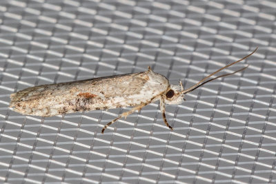 0874.1 Poison Hemlock Moth (Agonopterix alstroemeriana)