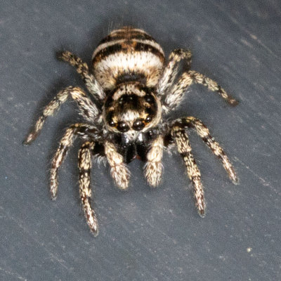 (Salticus scenicus) Zebra Jumper