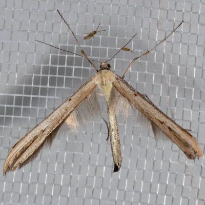 Plume Moth (Hellinsia sp.)