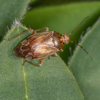 Plant Bugs (Miridae)