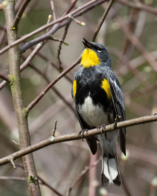 Yellow-rumped Audubons Warbler