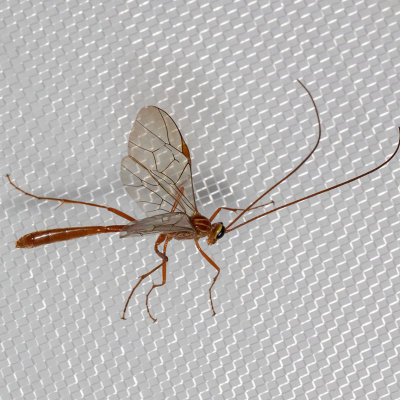 Short-tailed Ichneumon Wasps (Ophion)