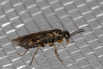 Sawflies, Horntails, and Wood Wasps-Symphyta 