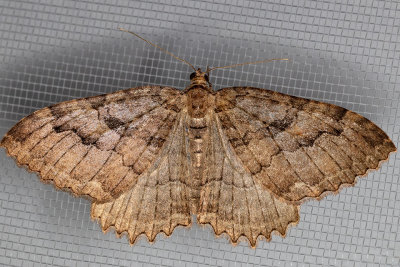 7285 Tissue Moth (Triphosa haesitata)