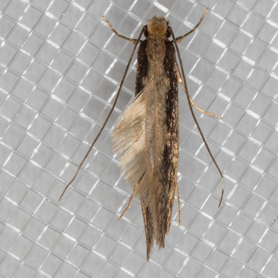 0404 (Tinea pallescentella)