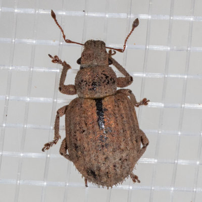 Nut Leaf Weevil (Strophosoma melanogrammum)