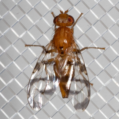 Currant fruit fly (Euphranta canadensis)