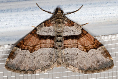 7368 Labrador Carpet Moth (Xanthorhoe labradorensis)