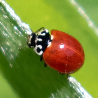 Western Blood-Red Lady Beetle (Cycloneda polita)