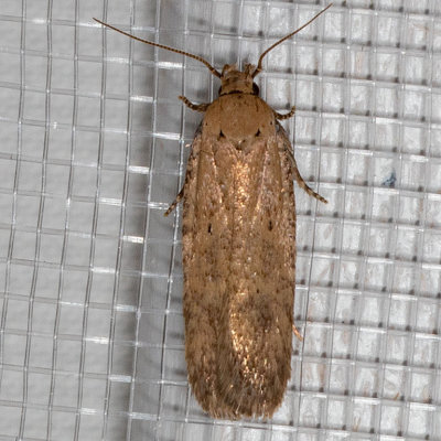 2262 Cotton Stem Moth  (Platyedra subcinerea)