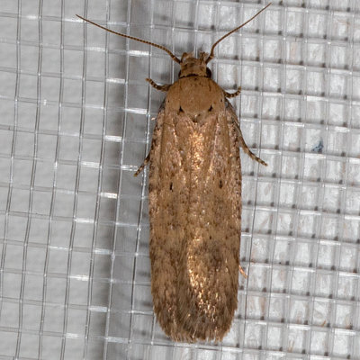2262 Cotton Stem Moth (Platyedra subcinerea)