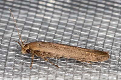 2262 Cotton Stem Moth (Platyedra subcinerea)