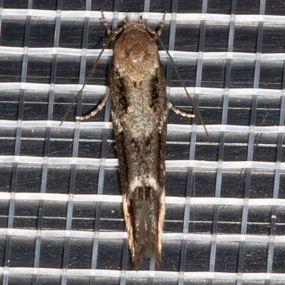 1458 (Mompha unifasciella)