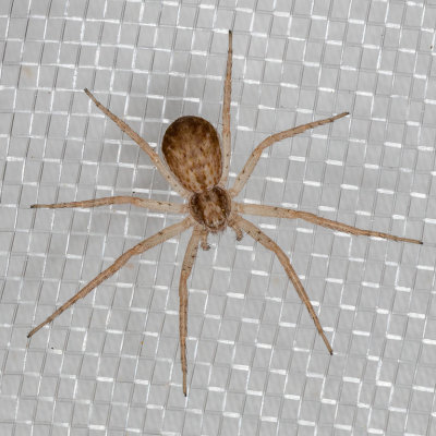 (Philodromus dispar) Running Crab Spider