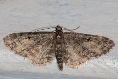 7548.2 Larch Pug (Eupithecia lariciata)