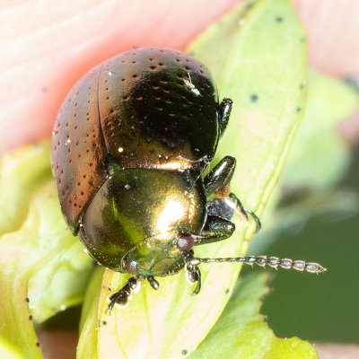 St. Johnswort Beetle (Chrysolina hyperici)